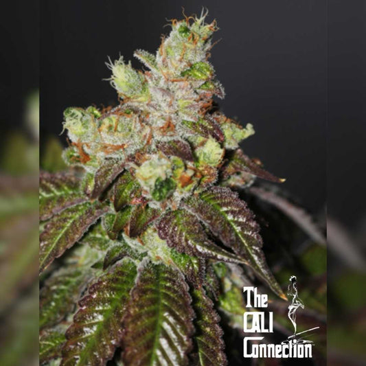 Island Punch Blüte mit dichten, harzigen Buds, orangenen Härchen und violett-grünen Blättern