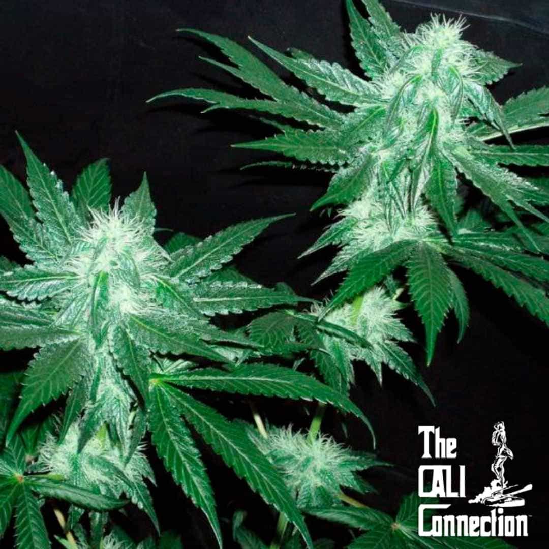 Italian Ice Buds mit dichten, harzigen Blüten und kräftigen grünen Blättern in voller Blüte