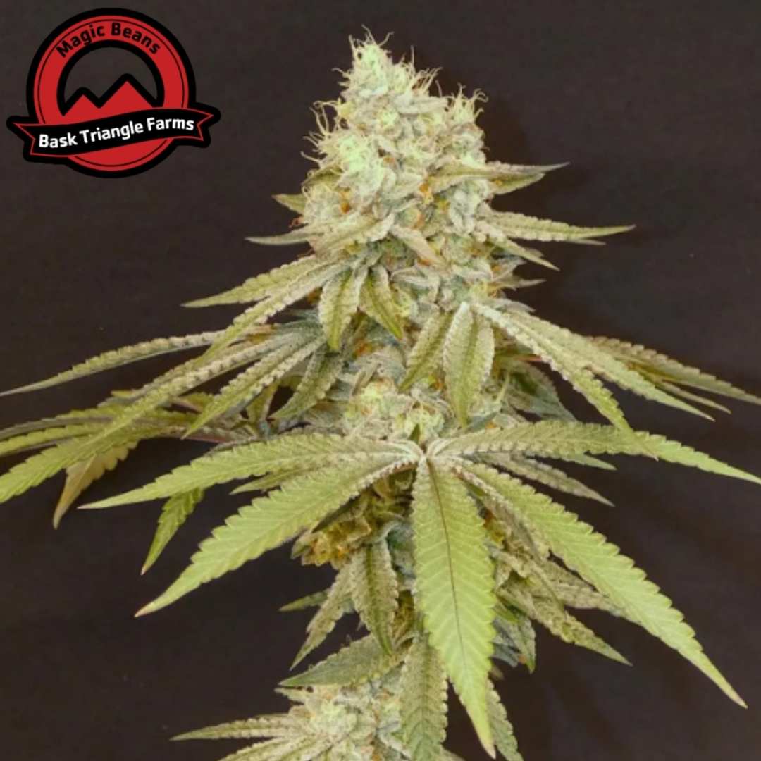 Izozki Boom Cannabispflanze mit dichtem harzigen Bud und breiten grünen Blättern in Blütephase