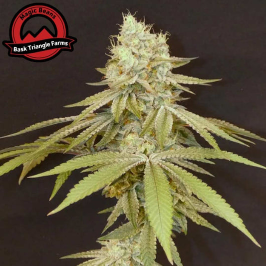 Izozki Boom Cannabispflanze mit dichtem harzigen Bud und breiten grünen Blättern in Blütephase