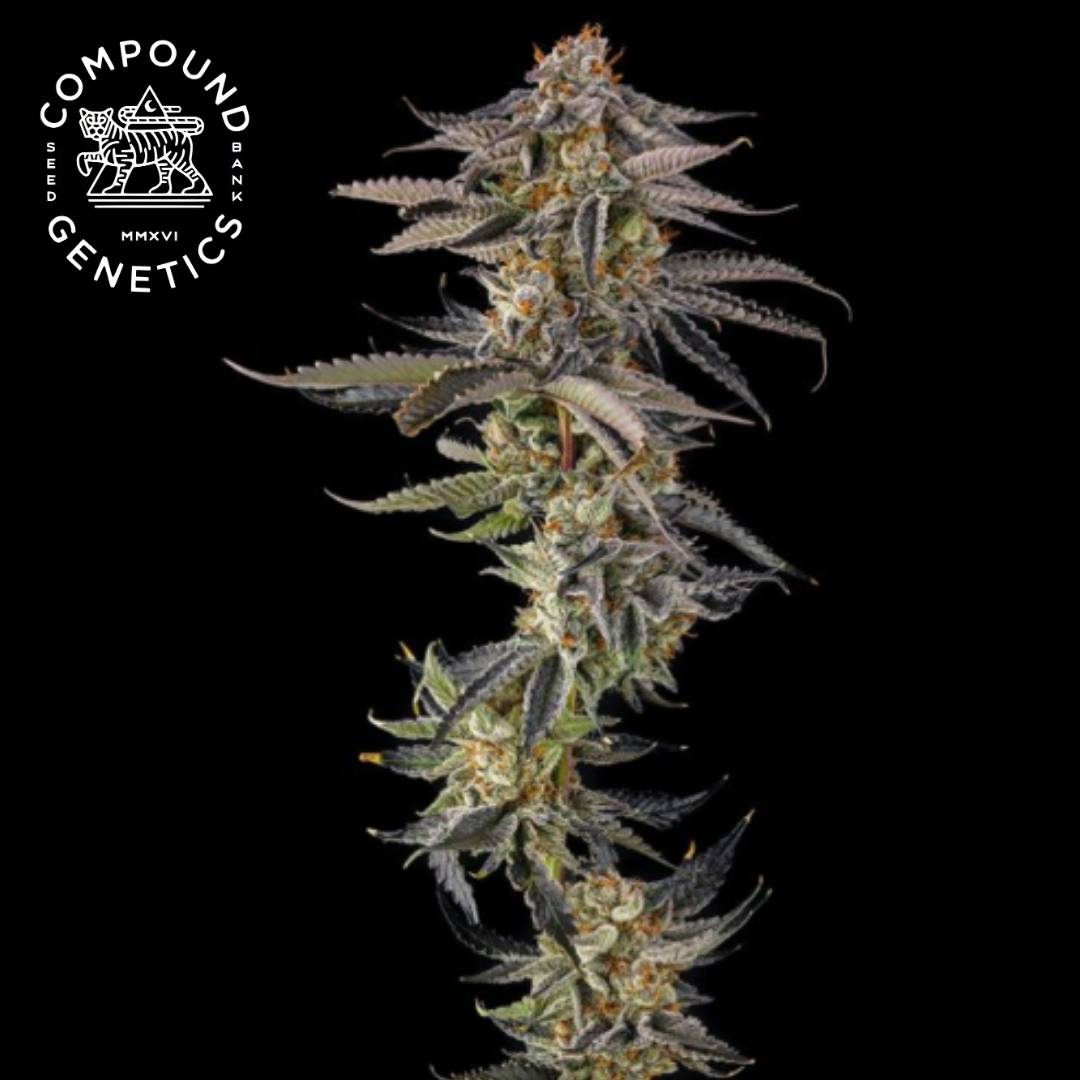 JAHrassic Cannabisblüte mit dichten Trichomen, orangefarbenen Härchen und violetten Zuckerblättern