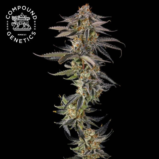 JAHrassic Cannabisblüte mit dichten Trichomen, orangefarbenen Härchen und violetten Zuckerblättern