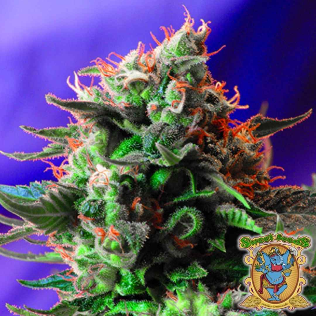 Dicht bewachsener Jack 47 F1 Fast Version Bud mit leuchtend orangefarbenen Härchen und kristallklaren Trichomen