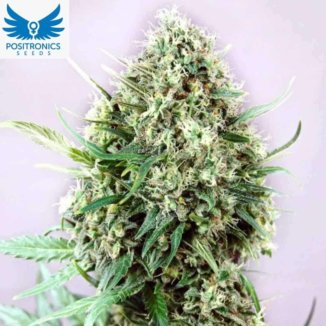 Jack Diesel Cannabisblüte mit dichten harzigen Buds und vielen Trichomen an der reifen Pflanze