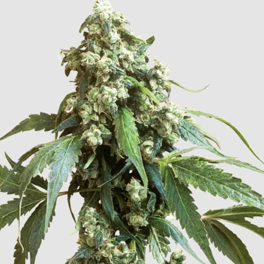 Jack Flash Regular mit harzigen, dichten Blüten und sattgrünen Zuckerblättern kurz vor der Ernte