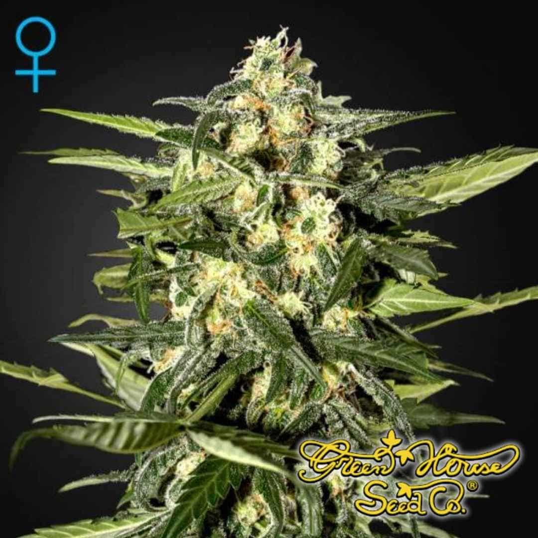 Jack Herer Auto mit kompakter Hauptblüte, harzigen Buds und dichten Trichomen an einer reifen Autoflower-Pflanze