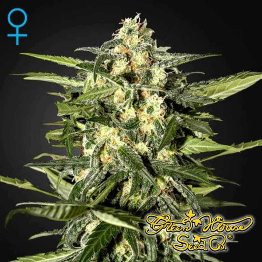 Jack Herer Auto mit kompakter Hauptblüte, harzigen Buds und dichten Trichomen an einer reifen Autoflower-Pflanze