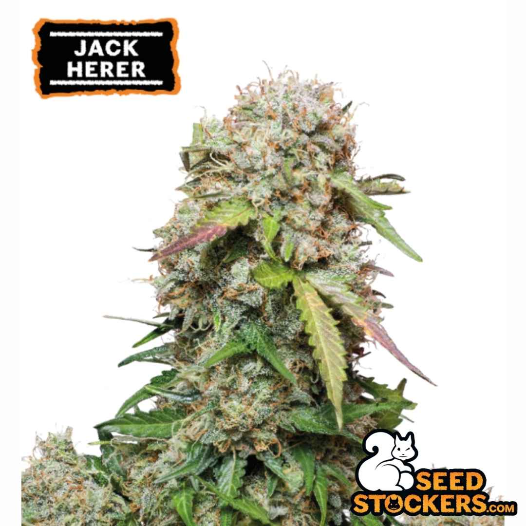 Auto Green Crack Cannabisknospe mit dichten Blüten, harziger Oberfläche und orangefarbenen Pistillen in voller Reife