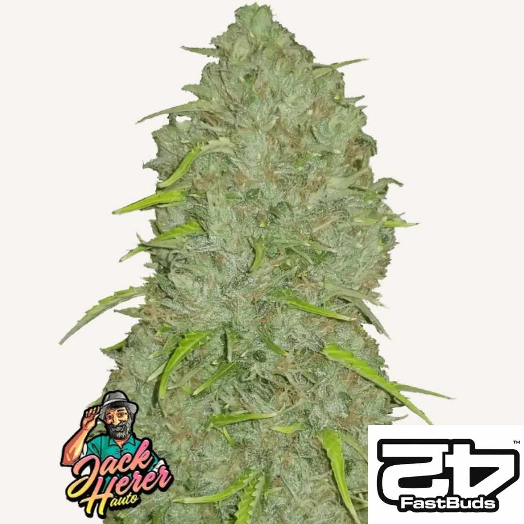 Dichte Jack Herer Auto Blüte mit vielen Trichomen und leuchtend grünen Zuckerblättern