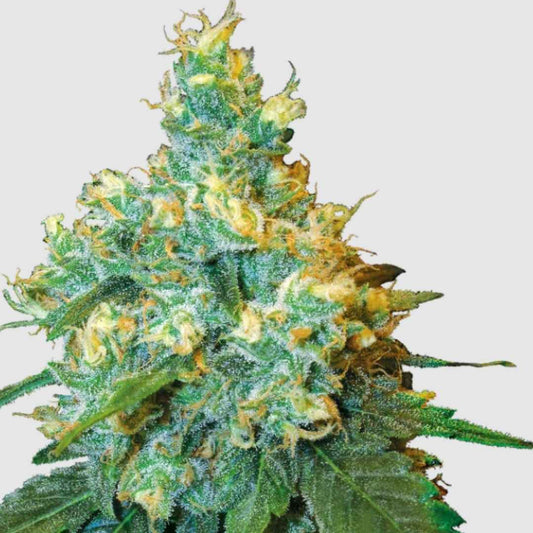 Jack Herer Blüte mit dichten, harzigen Trichomen und orangefarbenen Stempeln