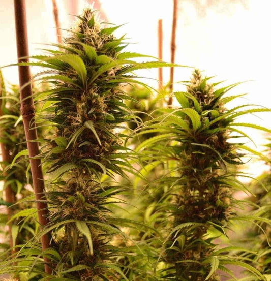 Reife Jack Herer Buds mit dichten Harzschichten und kräftigen Seitentrieben im warmen Growlicht