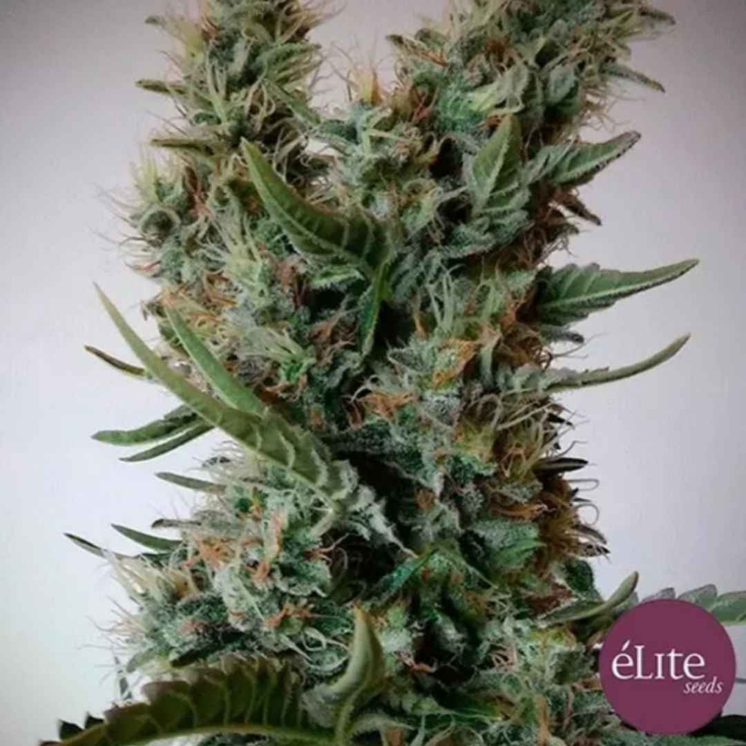 Jack Ultra CBD Blüte mit Harzschicht, grünen Zuckerblättern und orangefarbenen Blütenfäden