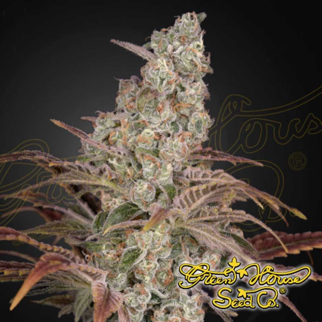 Jack's Dream Cannabisblüte mit dichten, harzigen Buds, orangefarbenen Blütenstempeln und feinen Trichomen