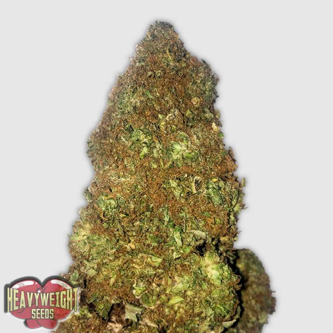 Jackpot Auto mit dichter, harziger Blüte und orangefarbenen Stempeln, kompakt gewachsen