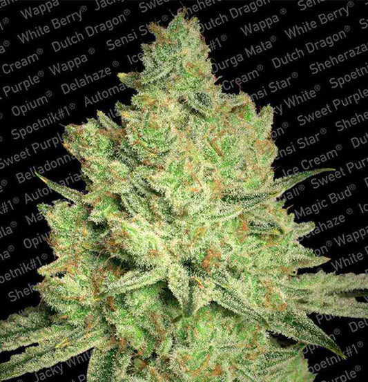 Harzüberzogener Jacky White Bud mit dichten Blüten und orangefarbenen Härchen vor schwarzem Sortennamen-Hintergrund