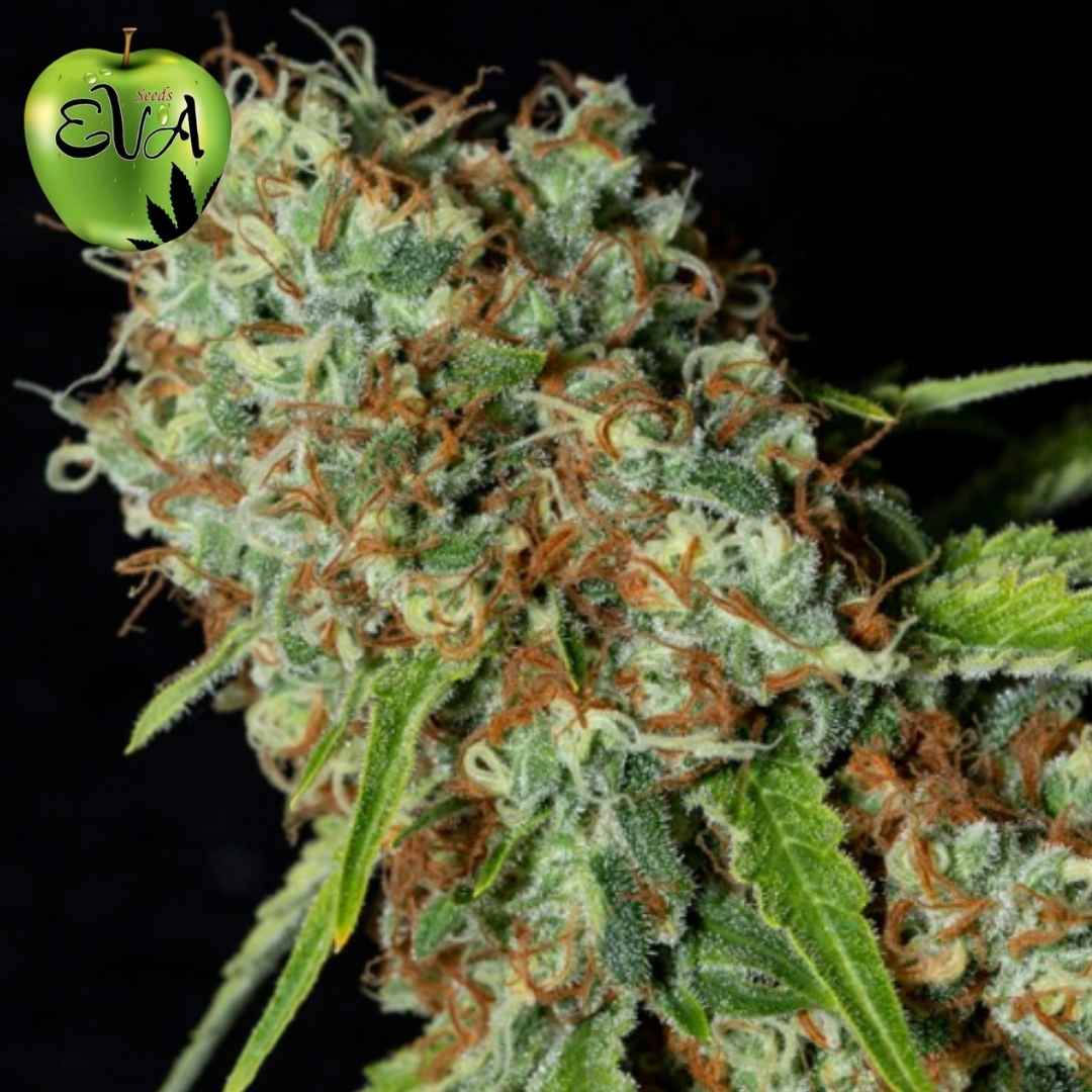 Jamaican Dream CBD Blüte mit dichten, harzigen Buds und orangefarbenen Härchen