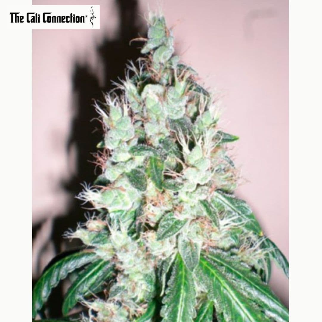 Jamaican OG Hauptblüte mit harzigen Kelchen, weißen Blütenfäden und dunkelgrünen Blättern.