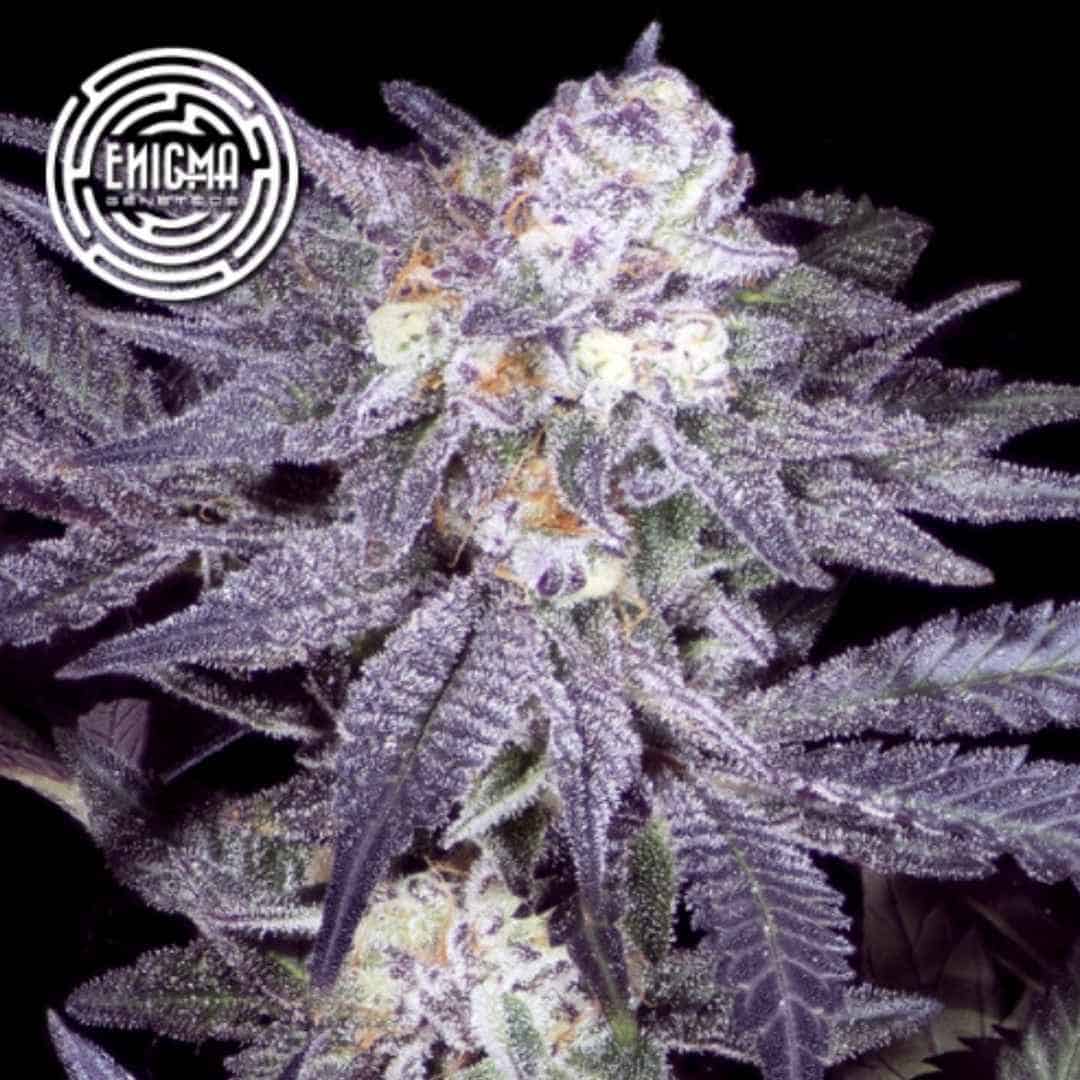 Jealousy 54 Cannabis Blüte mit violetten Blättern und dichter Harzschicht