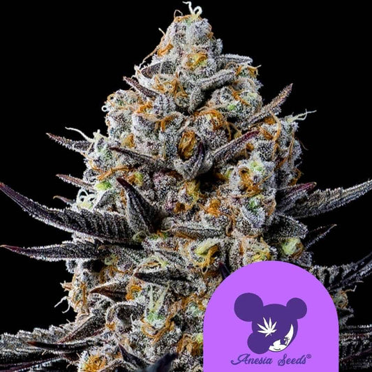 Kompakte Jealousy Dankness Blüte mit violetten Zuckerblättern, orangefarbenen Härchen und dichter Harzschicht
