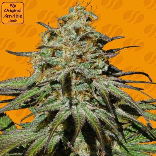 Jealousy Cannabisblüte mit dichten, harzigen Buds, orangefarbenen Pistillen und dunkelgrünen Blättern