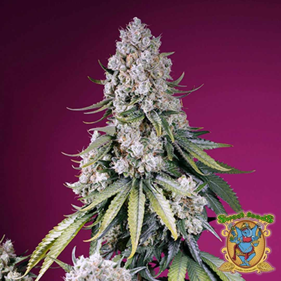 Dichte Jealousy Z XL Auto Blüte mit dicken Harztrichomen und kräftigen grünen Blättern