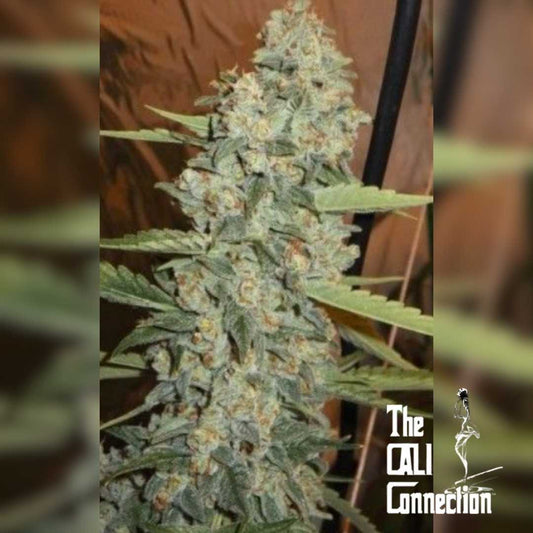 Jedi Kush Blüte mit dichten, harzigen Buds und kristallinen Trichomen