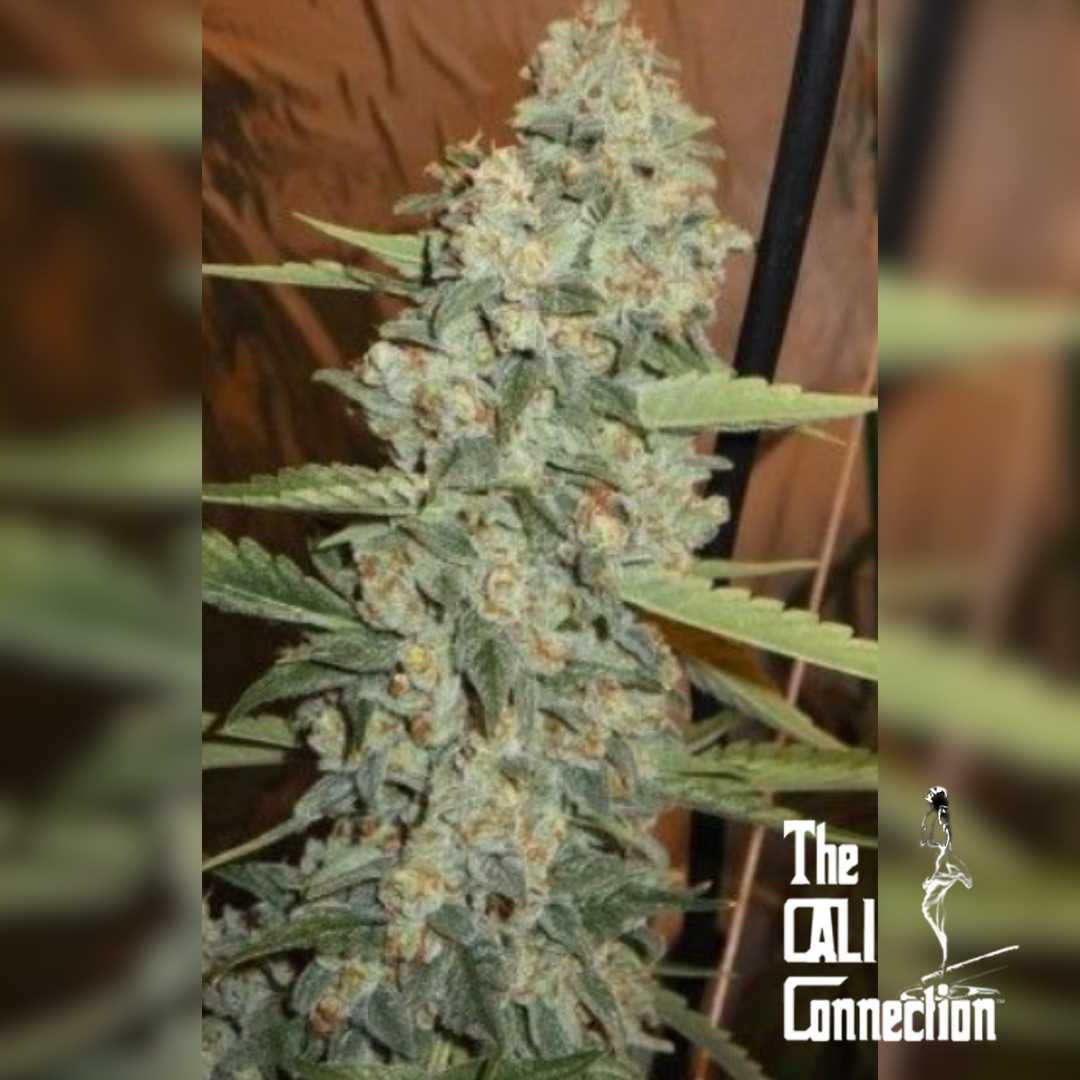 Jedi Kush Blüte mit dichten, harzigen Buds und kristallinen Trichomen