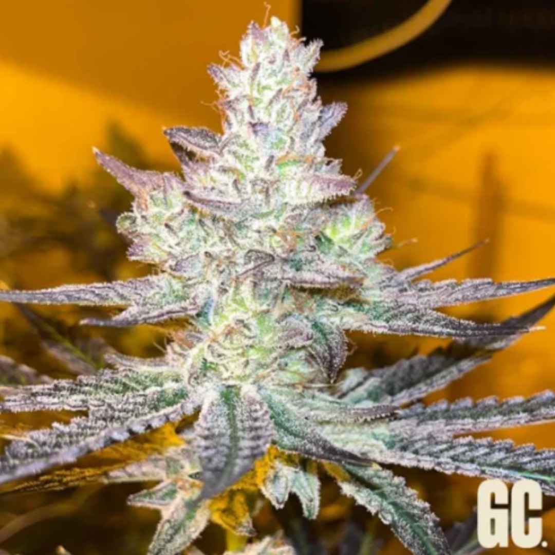 Jelly Banana Cannabisblüte mit dichten Trichomen, violetten Zuckerblättern und kompaktem Harzbesatz