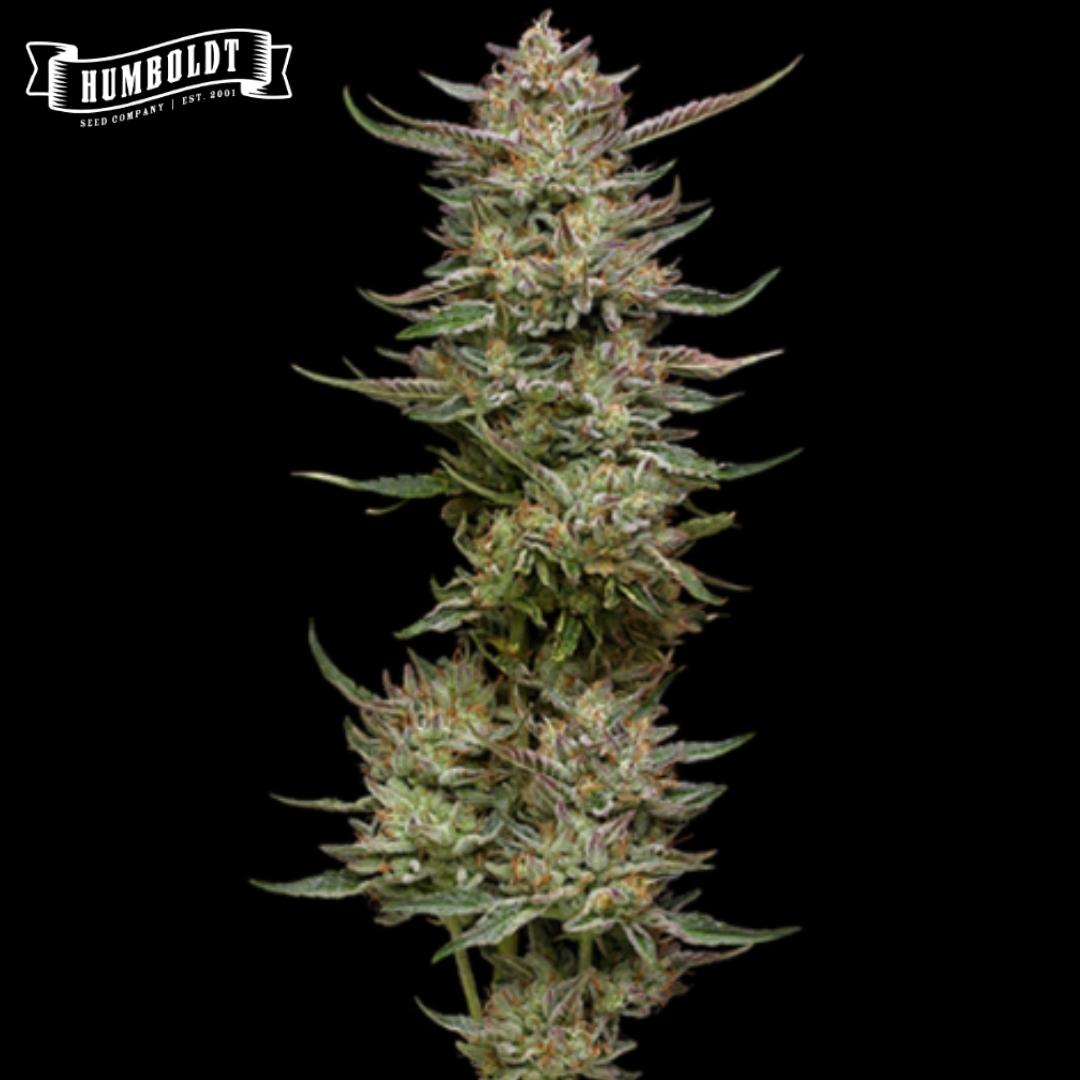 Jelly Donutz Cannabisblüte mit dichter Harzschicht und orangefarbenen Blütenstempeln