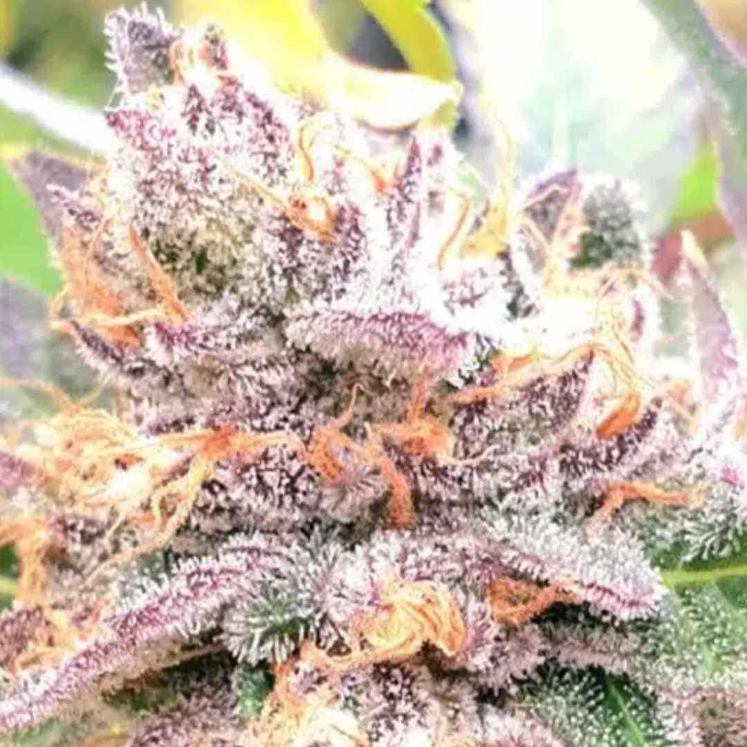 Jellyciouz von ZmoothieZ mit harziger Cannabisblüte in Rosa-Violett und leuchtend orangefarbenen Pistillen.