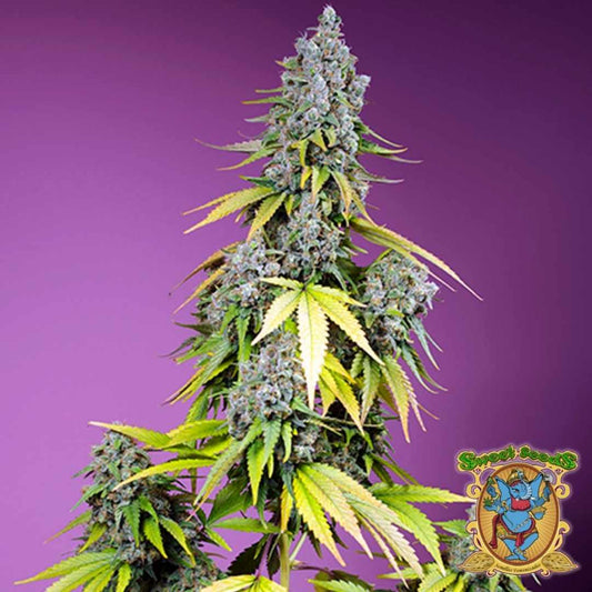 Jet Fuel Mandarine XL Auto Pflanze mit dichten violettgrünen Blüten und harzigen Knospen in voller Blüte