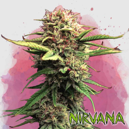 Jock Horror Cannabisblüte mit dichten Buds, roten Härchen und harzigen Kristallen