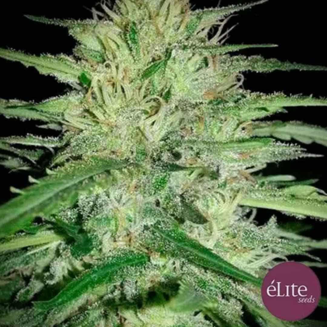 Juanita La Lagrimosa Cannabisblüte mit hellen Stempeln und harzigen Blättern