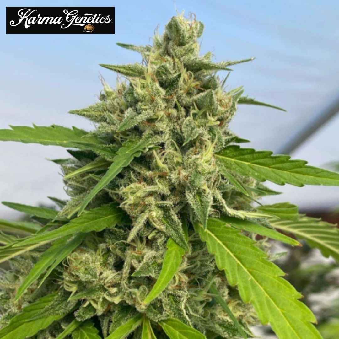 Judge Dread Cannabisblüte mit dichten Harzschichten und grünen Blättern