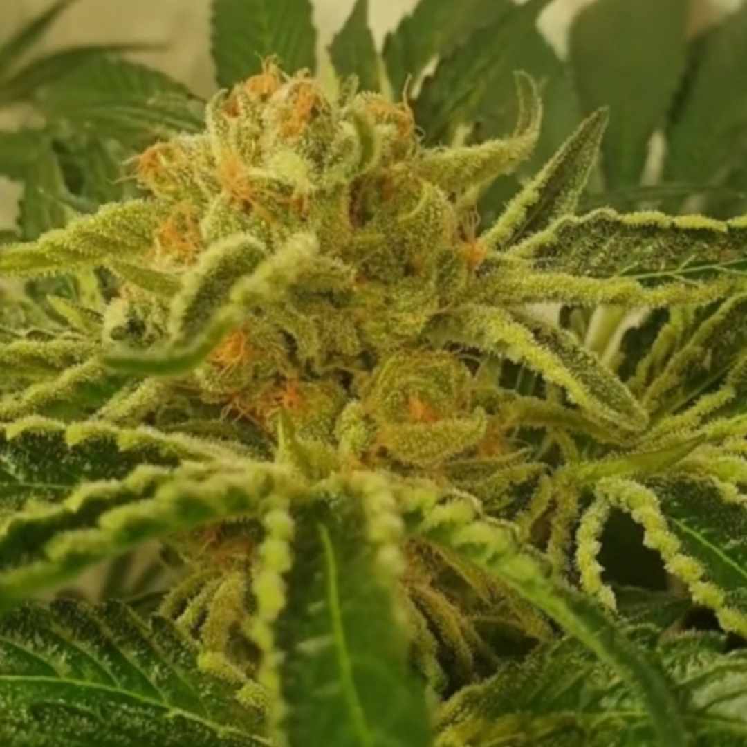 Juicy Drop’Z von ZmoothieZ mit hellgrüner, stark harziger Cannabisblüte und orangefarbenen Pistillen.