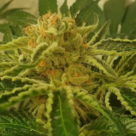 Juicy Drop’Z von ZmoothieZ mit hellgrüner, stark harziger Cannabisblüte und orangefarbenen Pistillen.