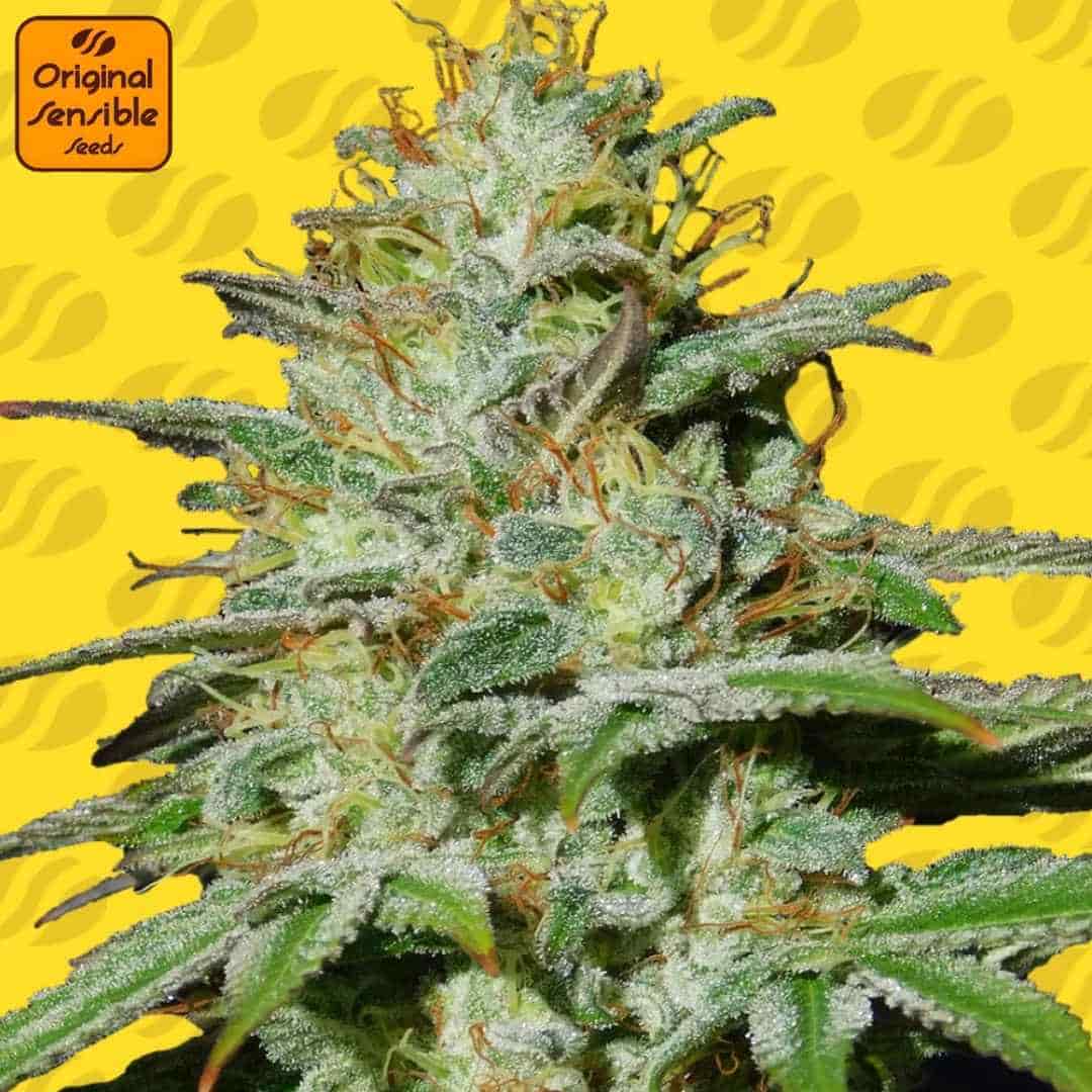 Jungle Lava Auto mit dichtem, harzigem Hauptbud, starkem Trichombesatz und orangefarbenen Blütenfäden