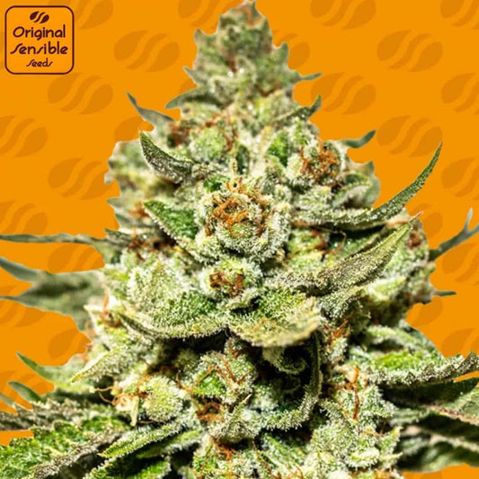 Jungle Lava Cannabisknospe mit dichter Struktur, vielen Trichomen und orangefarbenen Blütenstempeln