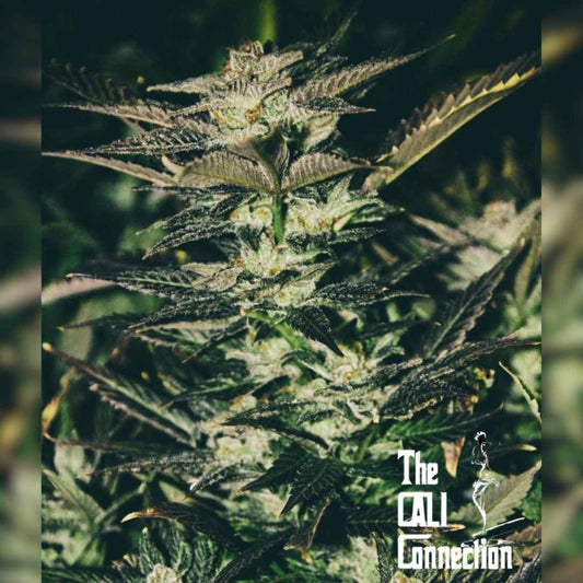 Jupiter OG Kush Pflanze mit dichten, harzigen Buds und dunkelgrünen Blättern