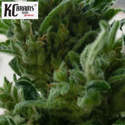 KC 33 Cannabisblüte mit dichten grünen Buds und feinen Harztrichomen