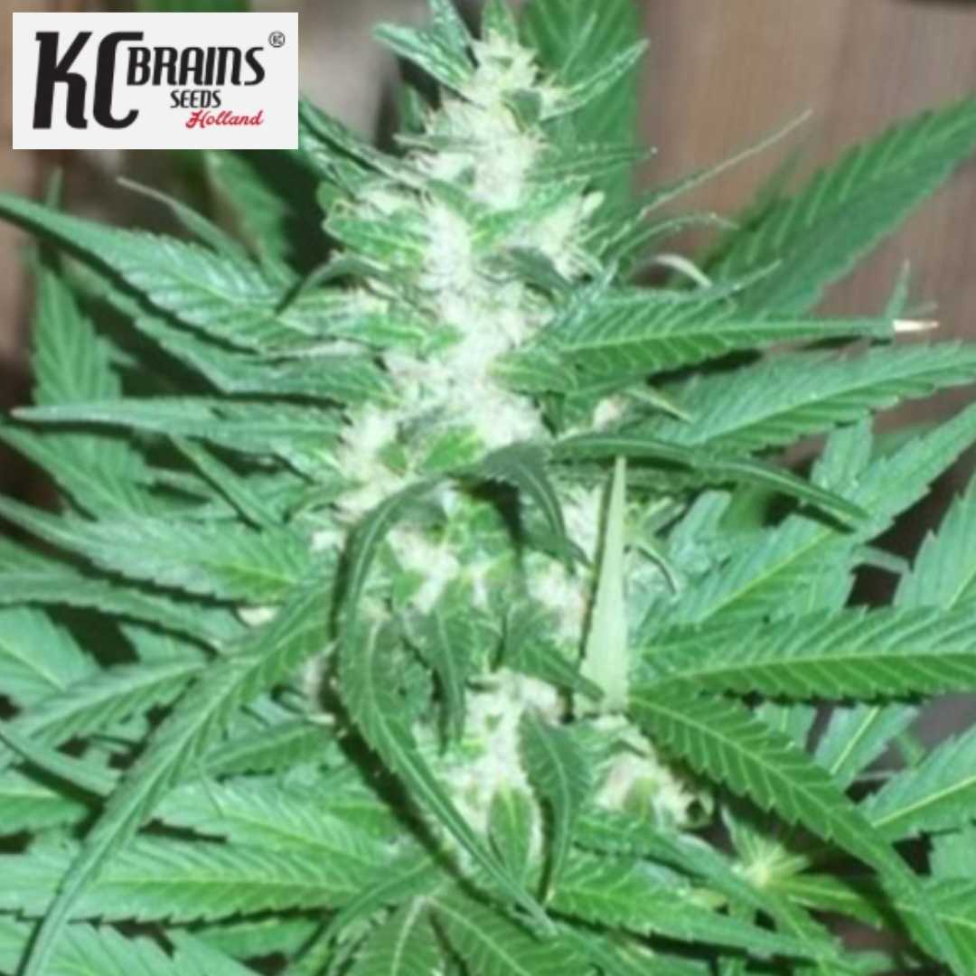 KC 39 Cannabisblüte mit dichten weißen Harzschichten und kräftigen grünen Blättern