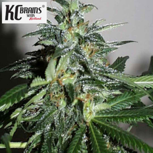 KC 42 Cannabisblüte mit harzigen Trichomen und grünen Blättern