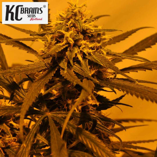 KC 45 Cannabisblüte mit harzigen Buds, feinen Blättern und sichtbaren Blütenfäden
