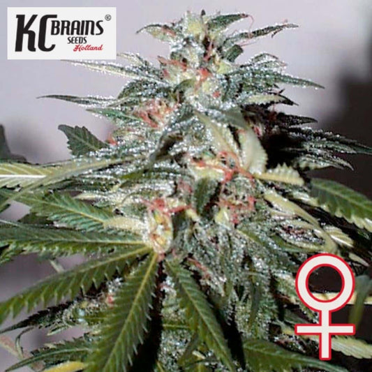Auto KC 51 Cannabisblüte mit dichten Harzkristallen, grünen Blättern und orangefarbenen Blütenhärchen
