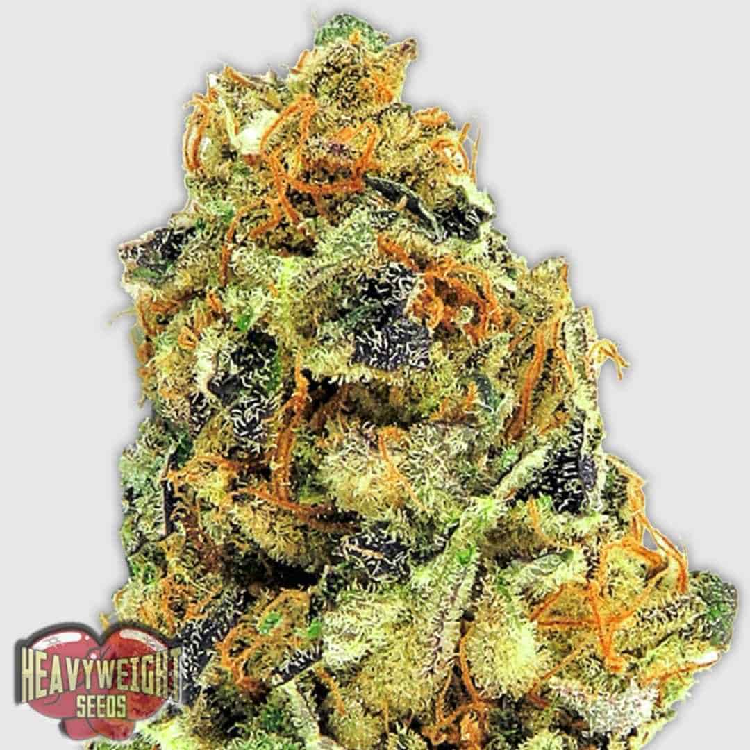 K.O. Kush Blüte mit dichten, harzigen Buds und orangefarbenen Stempeln