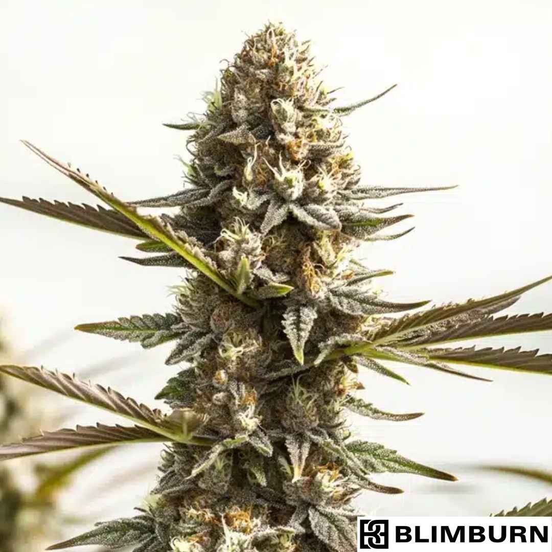 Kabrales Auto mit dichter, harziger Blüte und weißen Trichomen an kompaktem Hauptbud