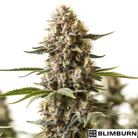 Kabrales Cannabisblüte mit dichten, harzigen Buds und orangefarbenen Pistillen