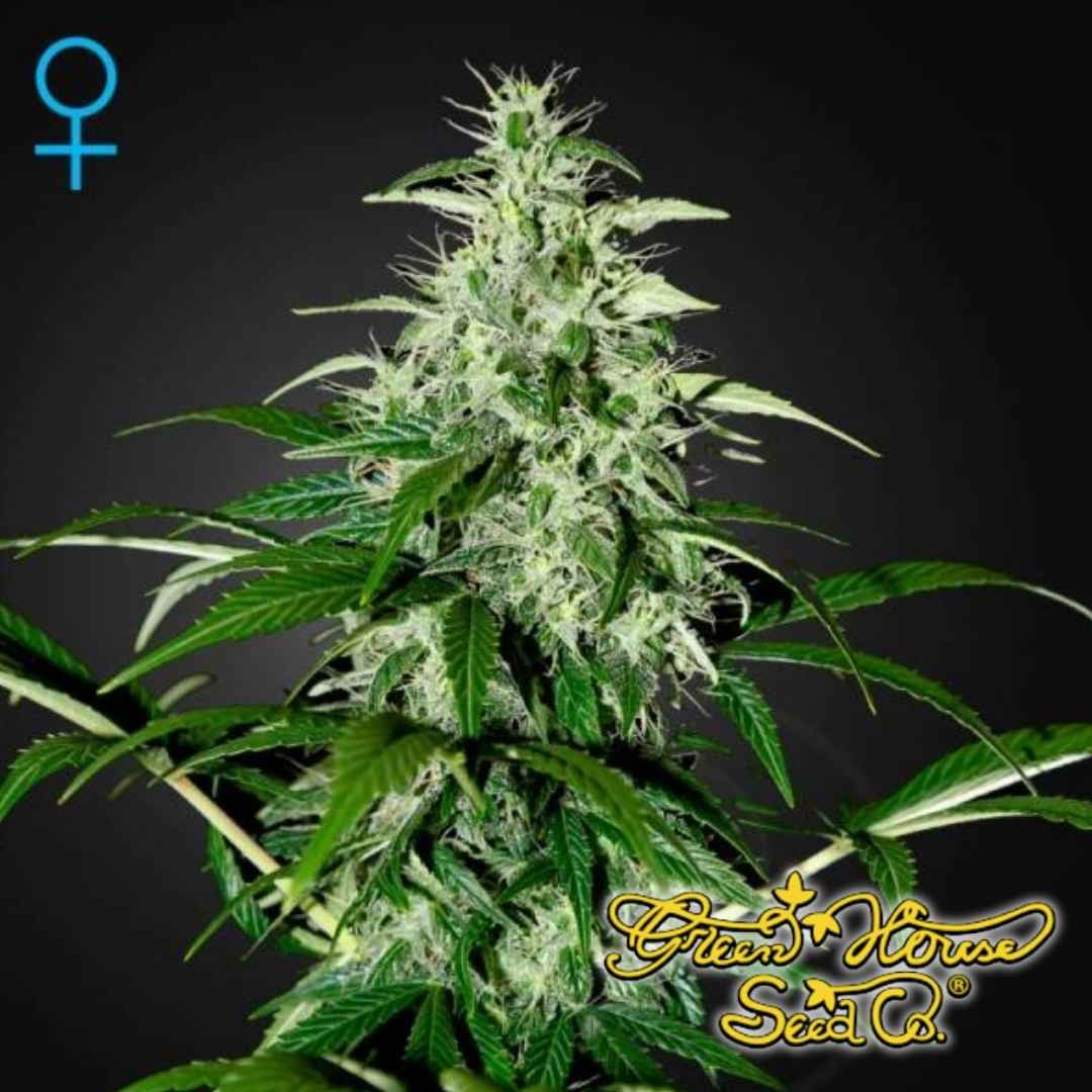 Kalashnikova Auto (Green House Seeds) Feminisiert