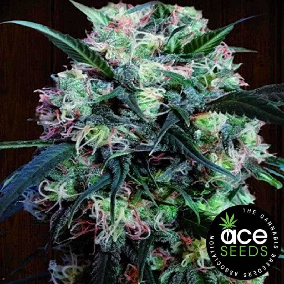 Dicht bestückter Kali x China Bud mit bunten Pistillen und stark bereiften Blüten