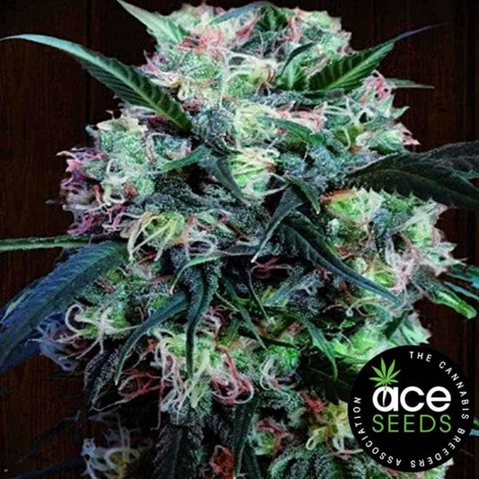 Dicht bestückter Kali x China Bud mit bunten Pistillen und stark bereiften Blüten